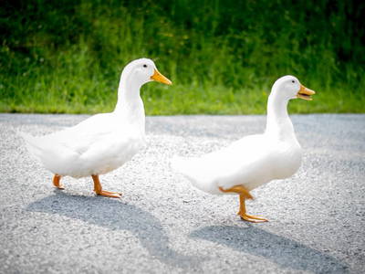 Bild 53 aus  Chalet Gretchenruhe