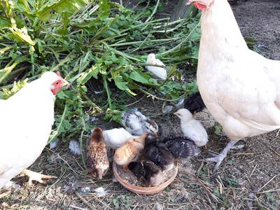 Bild 38 aus  Biobauernhof Mesneranderl