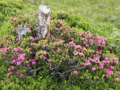 Bild 24 aus  Thürerhütte