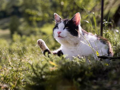 Bild 18 aus  Hofquartier Retzmoar