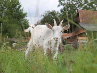 Bild 133 aus  Bio Bauernhof Landhaus Bender Ferienhaus Kellerstöckl