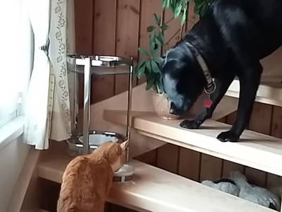 Bild 112 aus  Alpenhof Grafleiten