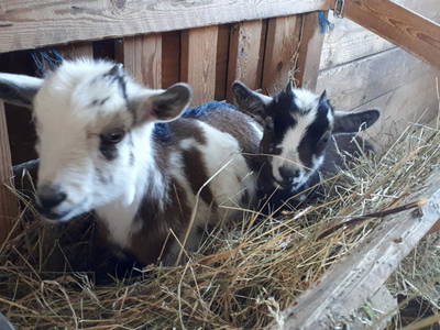 Bild 5 aus  Ferienhof Morich Harz