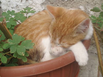 Bild 43 aus  Höllmühle