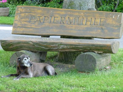 Bild 8 aus  Ferienhof Papiermühle