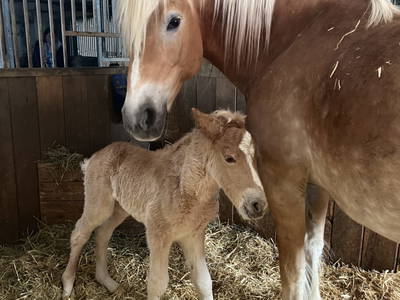 Bild 71 aus  Madritschhof