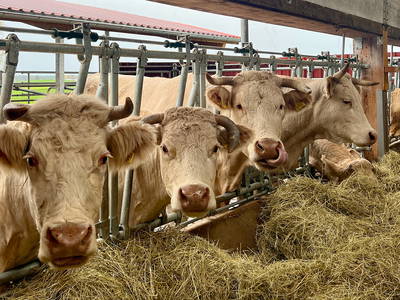 Bild 10 aus  Auf'm Hof