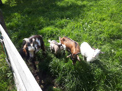 Bild 61 aus  Hüttstädterhof