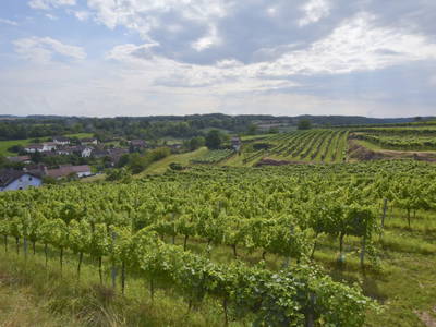 Bild 30 aus  Gästehaus Schlossblick