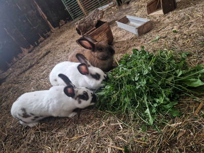 Bild 35 aus  Ferienhaus Schilz