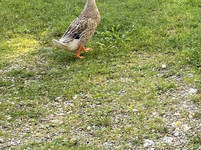 Bild 88 aus  Stegerhof