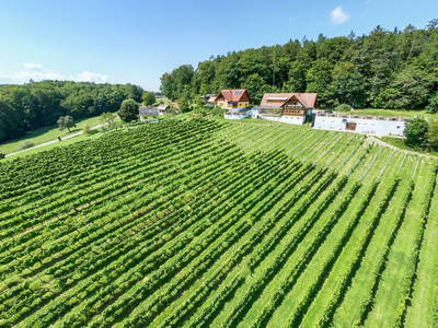 Bild 2 aus  Lenhard - Wein/Trüffel/Wohnen