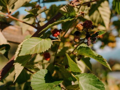 Bild 85 aus  Gasperhof