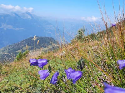 Bild 76 aus  Almhütte Pucher