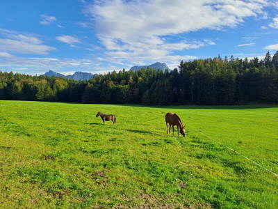 Bild 37 aus  Obergrünwaldgut