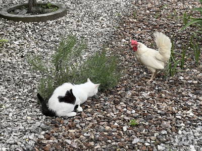 Bild 184 aus  Pimperlhof