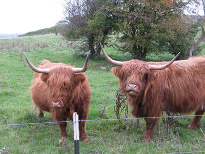 Bild 16 aus  Ziegeleivilla