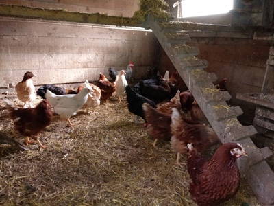 Bild 4 aus  Eschenhof