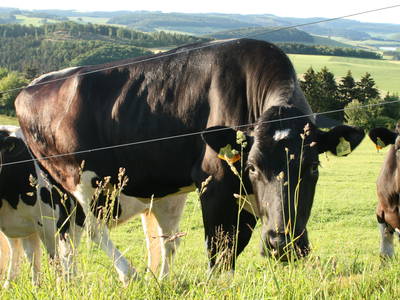 Bild 13 aus  Wiesenberghof