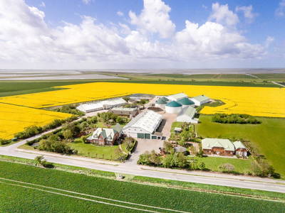 Der Ferienhof von Familie Wulff von oben direkt an der Nordsee umgeben von der Rapsblüte