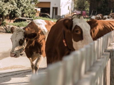 Bild 23 aus  Bauernhofurlaub  Sinnhubgut