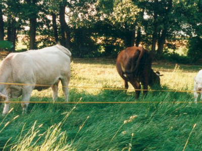 Bild 3 aus  Bauernhof Wujanz