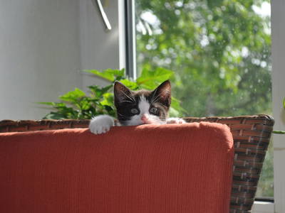 Bild 6 aus  Nutztier-Arche Hof Steindamm