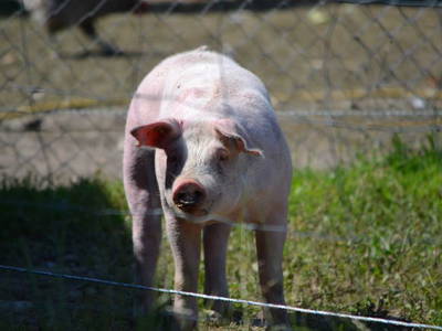 Bild 8 aus  Ferienhof Siemen