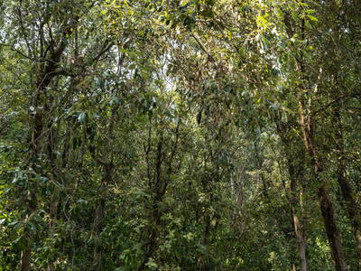 Bild 14 aus  Wunderschönes Haus im Wald am Meer in der Toskana