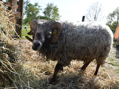 Bild 25 aus  "Ekenhoff"