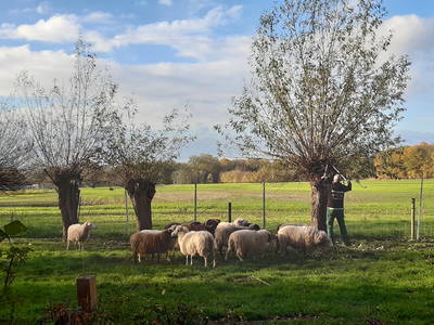 Bild 51 aus  Erlenhof im Oderbruch - Rund ums Schaf