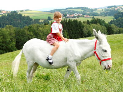 Esel Karl- das Maskottchen von Gut Feuerschwendt
