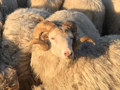 Bild 15 aus  Bauershof, wo die Heidschnucken schlafen