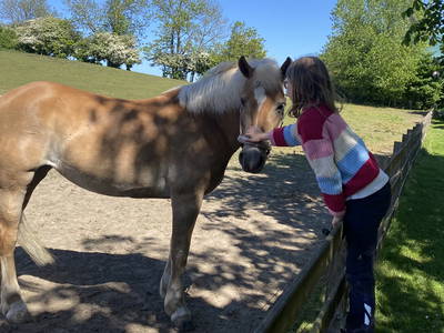 Bild 89 aus  Ferienhof Messer  Bauernhofurlaub  Ostseenähe  Ponys