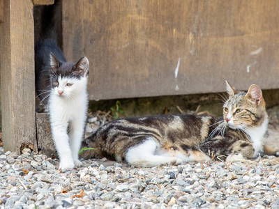 Bild 14 aus  Ferienhof Schmeling