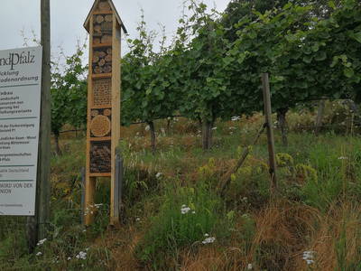 Insektenhotel am Weinberg