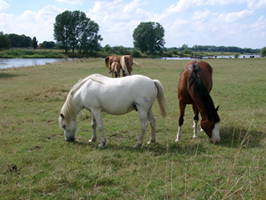 Bild 3 aus  Rittergut Schlüsselburg