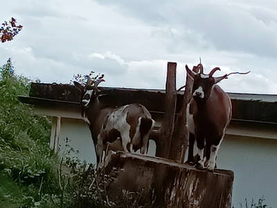 hüringer Waldziegen auf nachbarschaftlicher Weide auf der Hohen Klinge
