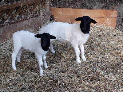 Bild 40 aus  Gut Frielinghausen