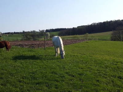 Bild 7 aus  Ferienhof Bohn