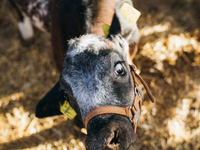 Bild 6 aus  Ottonenhof, die Familotel Ferienhofanlage für die GANZE Familie im Sauerland
