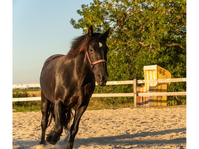 Bild 6 aus  Ferienhof Deichkind