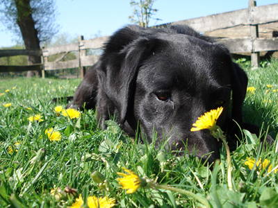 Ronja,unsere liebe Labradorhündin