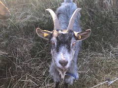 Bild 31 aus  Ferienwohnungen Beim Danner