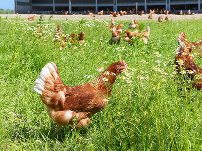 Bild 6 aus  Ferienhof Andreesen