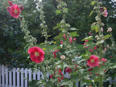 Bild 17 aus  Urlaub bei Familie Schmidt in Wippendorf