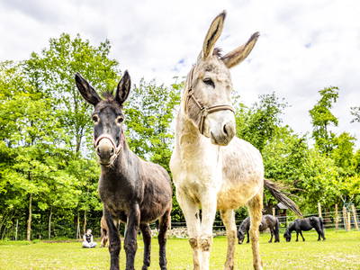 Bild 26 aus  Biobauernhof Peter Anderl Hof