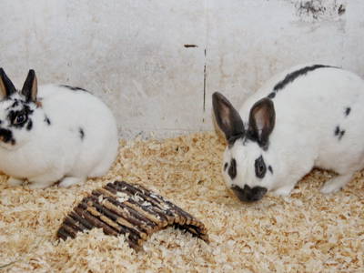 Bild 52 aus  Erlebnis-Bauernhof Kliewe auf der Insel Rügen