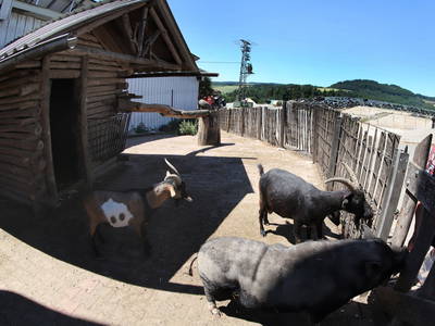 Schwein Oskar und die Ziegen in ihrem Gehege