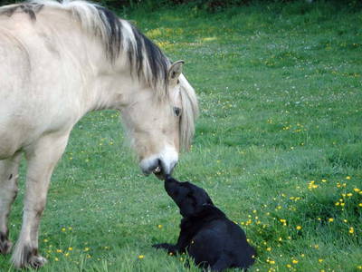 Bild 16 aus  LandSelection Landferienhof Garbert